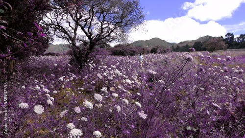 60 / 5.000Resultados de traducciónResultado de traducciónwoman going down in field of white flowers and purple vegetation photo
