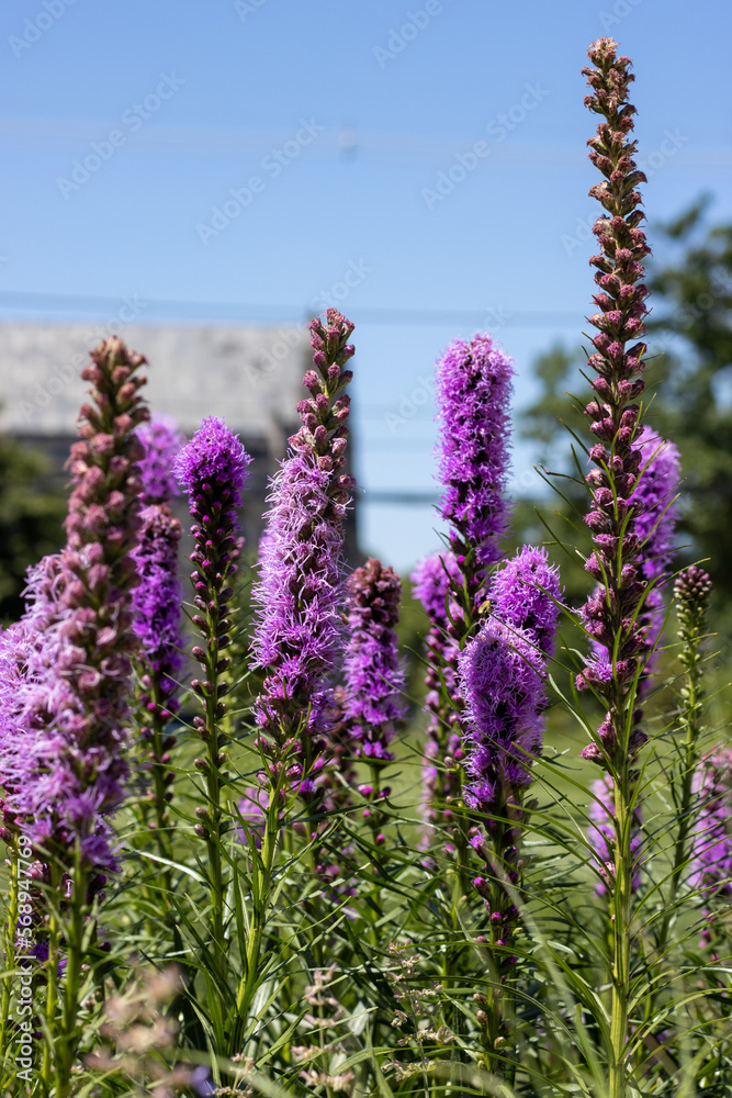 Obraz premium Purple liatris flowers blooming in a garden