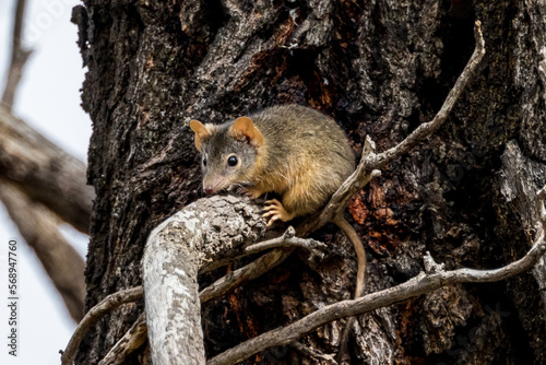 Antichinus Marsupial in Victoria Australia photo