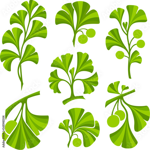 Ginkgo biloba color icons set. Isolated vector illustration of leaves, branches and fruits.