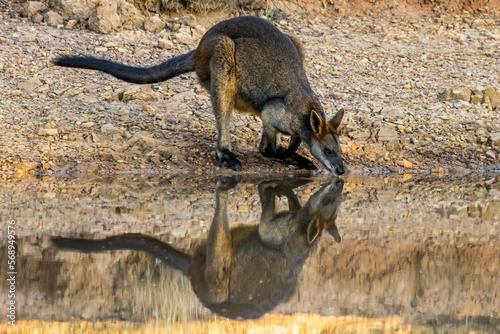 Swamp Wallaby in Victoria Australia photo