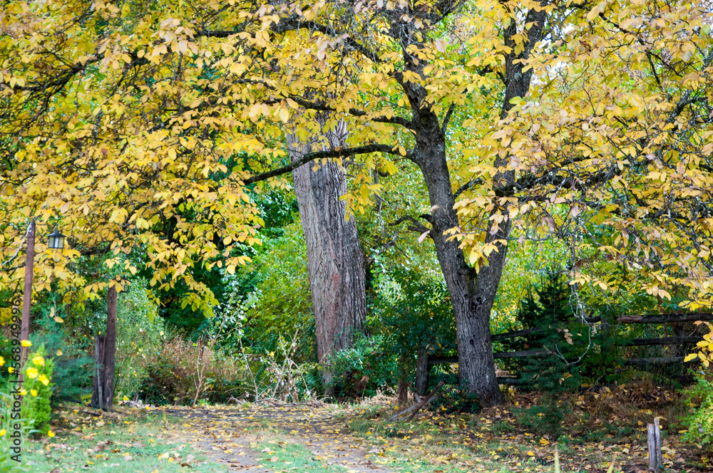 Fototapeta premium Otoño en campiña.