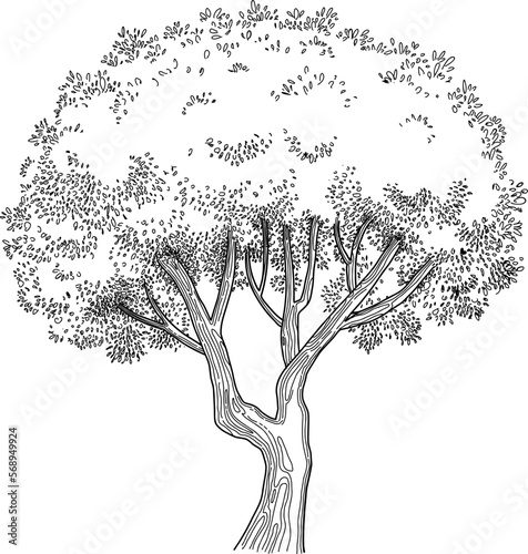 Plant tree forest icon outline, hand drawn vector. Garden drawing