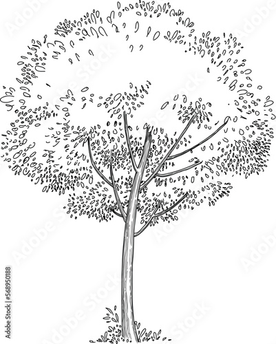 Plant tree forest icon outline, hand drawn vector. Garden drawing