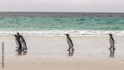 Volunteer Point  Falkland Islands  UK