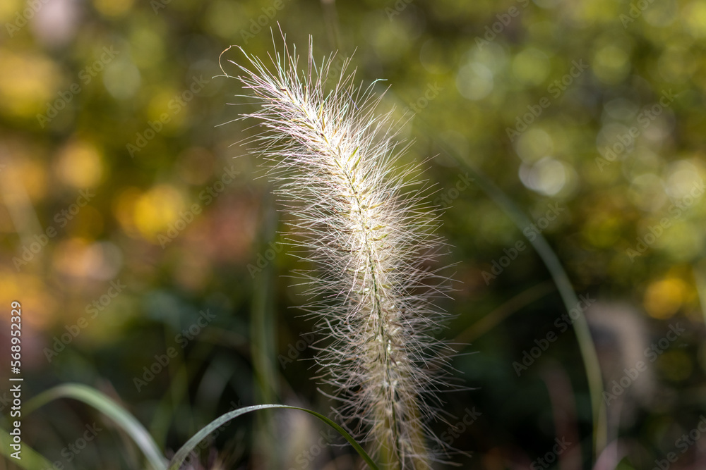 Obraz premium Fountain grass in a fall garden