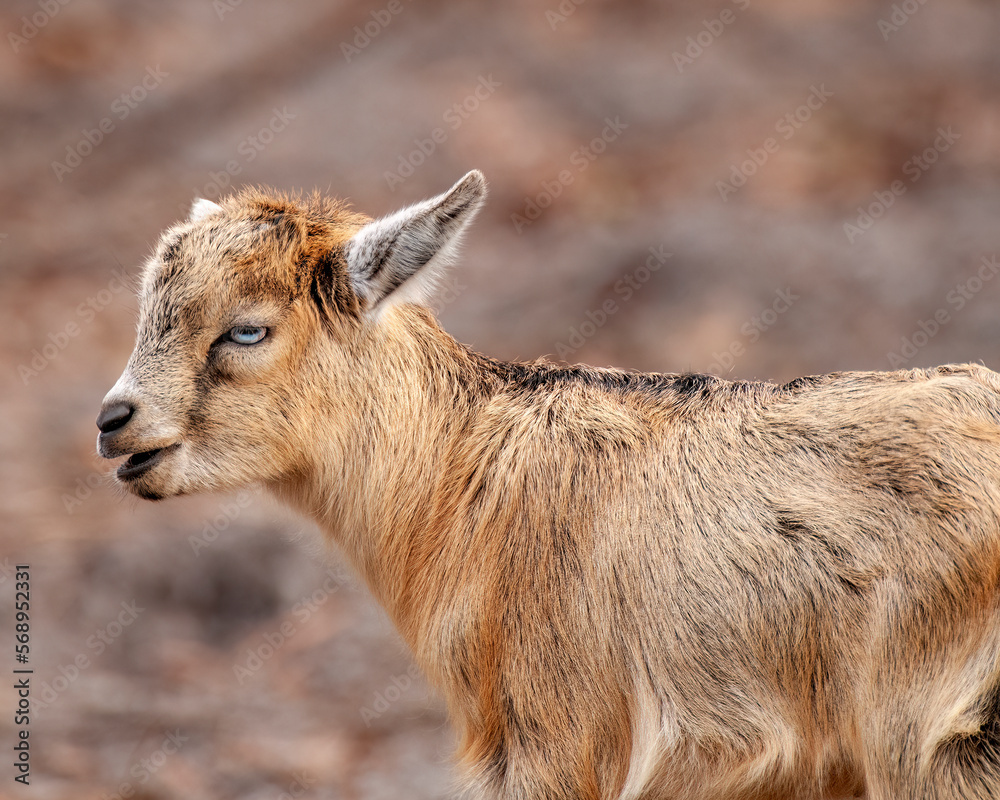Obraz premium A cute little baby brown goat with blue eyes