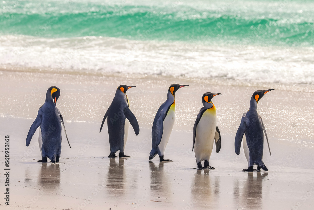Obraz premium Volunteer Point, Falkland Islands, UK
