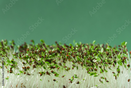 Macro shot of alfalfa microgreen sprouts on the bamboo wooden board against green background. Healthy nutrition concept. Raw sprouted seeds of microgreens salad