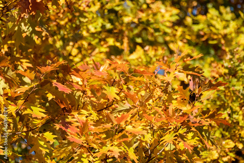 Autumn sunny orange leaves on oak tree branches close-up with blurred background  golden season  nature details