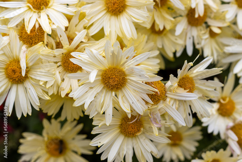 Light yellow chrysanthemum flowers at the end of season