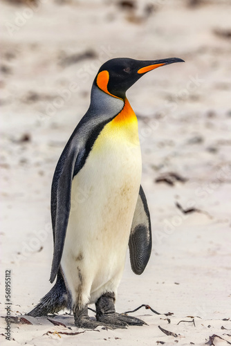 Volunteer Point  Falkland Islands  UK