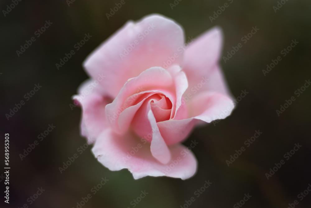 Light pink rose close up top view