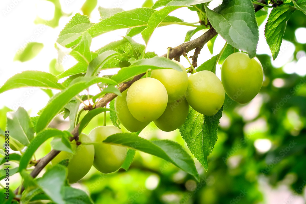 plum grows and ripens on a branch of a plum tree. plum cultivation concept