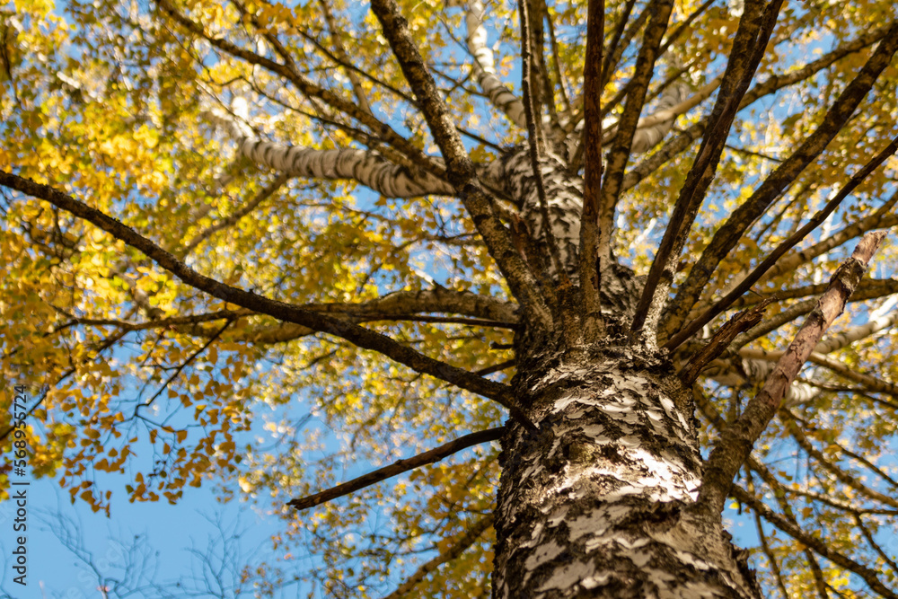 Obraz premium Autumn birch tree branches look up with yellow golden leaves on blue sky. Natural forest close-up view with blurry background