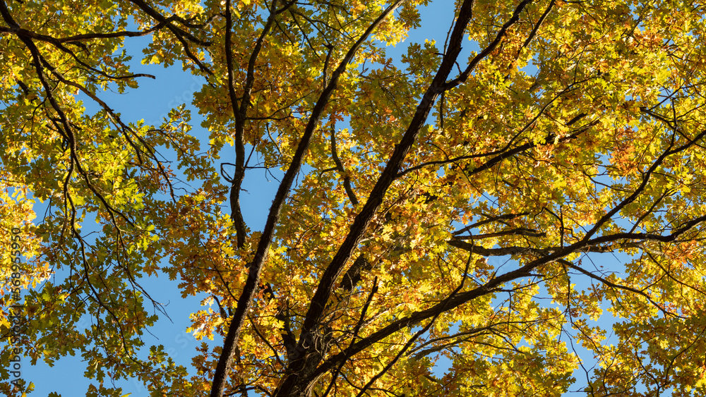Autumn oak tree branches look up with colorful leaves on blue sky background, golden season, nature patterns Autumn oak tree branches look up with colorful leaves on blue sky background, golden season, nature patterns