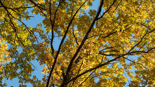 Autumn oak tree branches look up with colorful leaves on blue sky background, golden season, nature patterns
