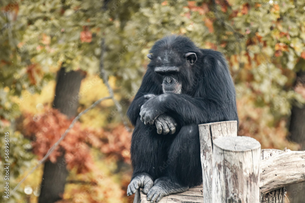 Chimpanzee sitting in sad calm pose on wooden trunk in aviary with autumn trees blurred background