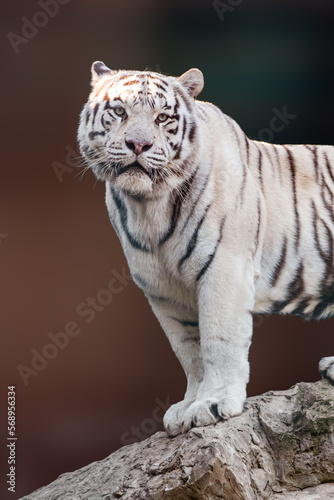 White tiger with black stripes standing on rock in powerful pose. Portrait with blurred colorful background. Wild animals, big cat