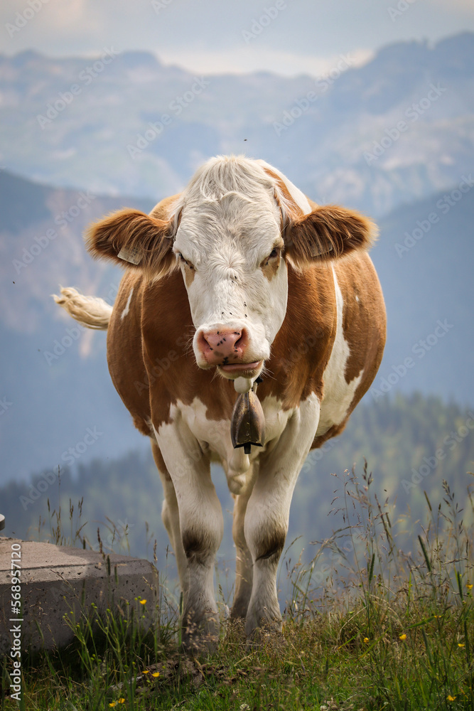 Closeup Portrait of Fleckvieh Cow in Austria. Vertical Domestic Cattle with Mountains Background in Europe.