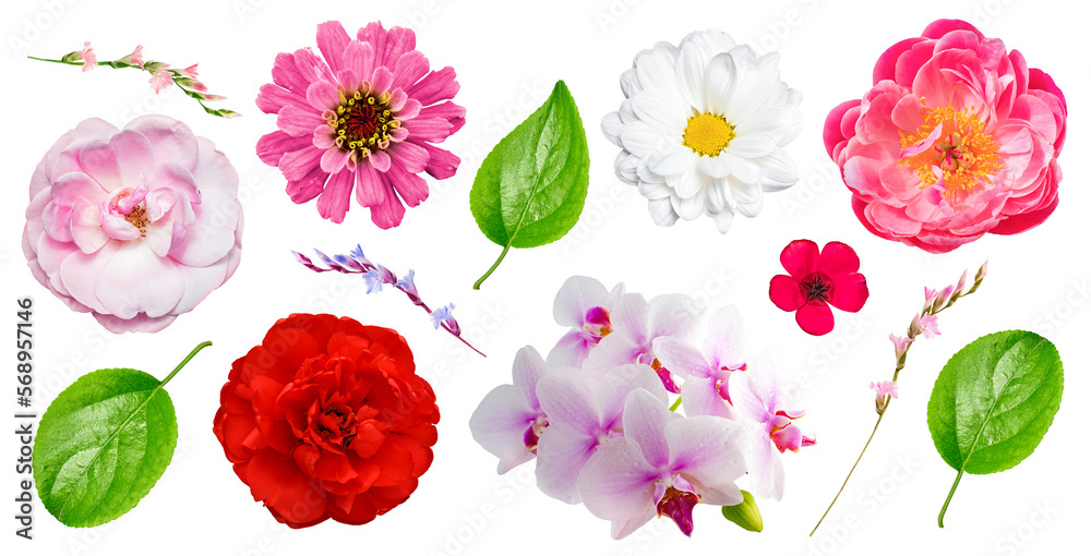 Set of fresh flowers and leaves on a transparent background. isolated object. Element for design Set of fresh flowers and leaves on a transparent background. isolated object. Element for design