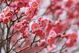 Pink plum flowers blooming in a garden