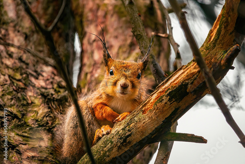 Cute eurasian red squirrel (Sciurus vulgaris) sits on a tree branch. Cute and funny fluffy angry squirrel sits and look straight into the camera. Spring in Eastern Europe, Riga, Latvia