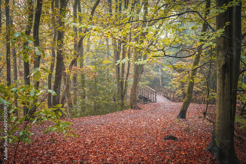 path across the bridge in the autumn forest
