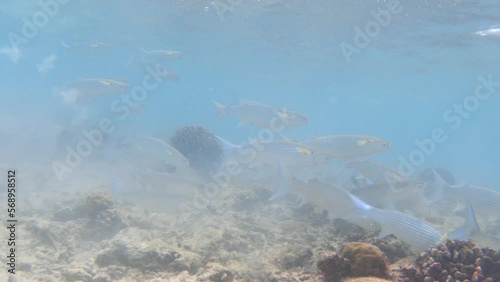 Shoal of fringelip mullet fishes swimming in the sea photo