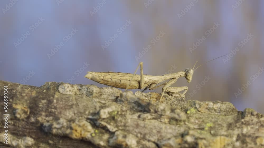 Female praying mantis sits on tree branch masquerading against its background. Crimean praying mantis (Ameles heldreichi) Female praying mantis sits on tree branch masquerading against its background. Crimean praying mantis (Ameles heldreichi)