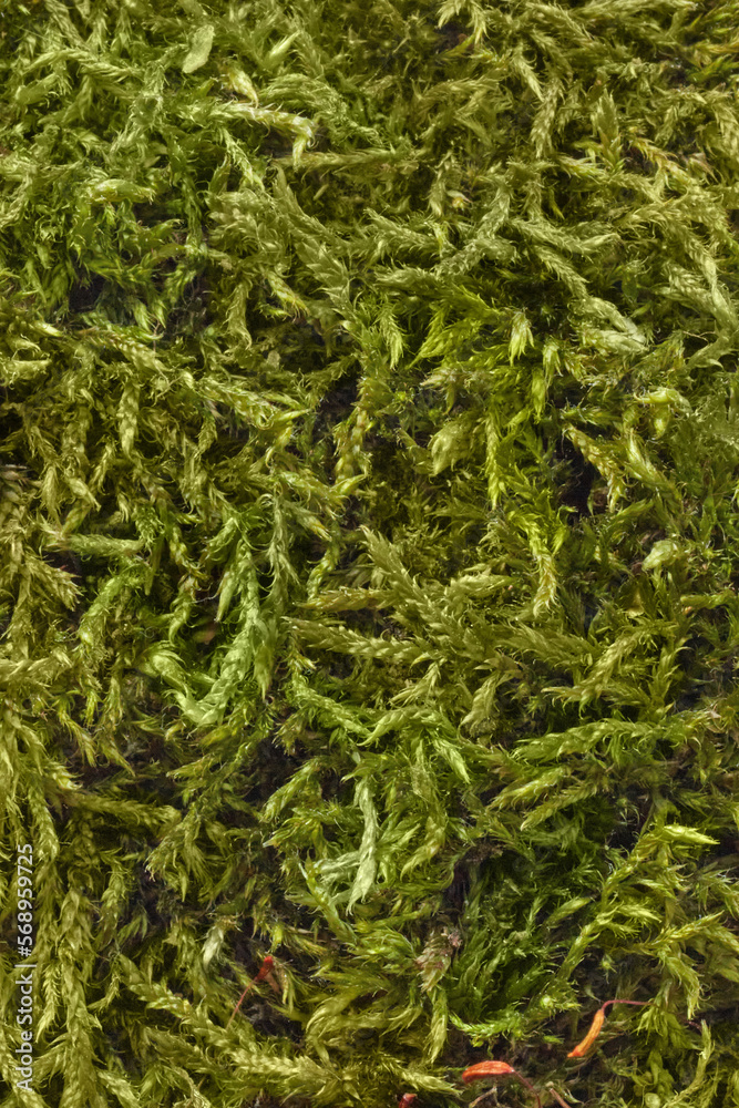 Macro view of green moss wall. Macro view of green moss wall.