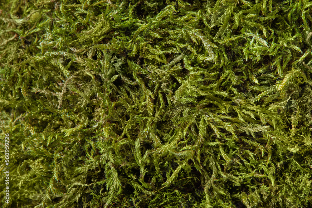 Macro view of natural green grass. Macro view of natural green grass.