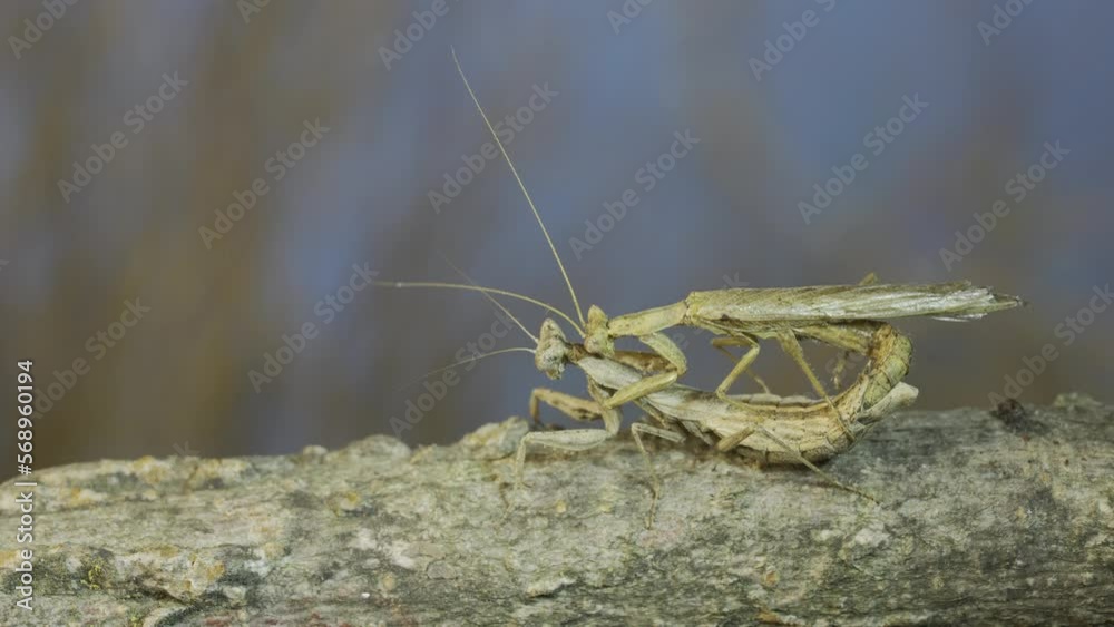 The mating process of praying mantises. Couple of praying mantis mating on tree branch.Crimean praying mantis (Ameles heldreichi) The mating process of praying mantises. Couple of praying mantis mating on tree branch.Crimean praying mantis (Ameles heldreichi)