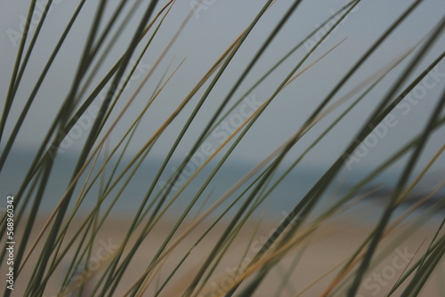 Beach Grass 2