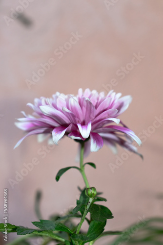 Up close, a pink and white Dahlia flower. With pretty green stem and leaves.Background with nothing pink.