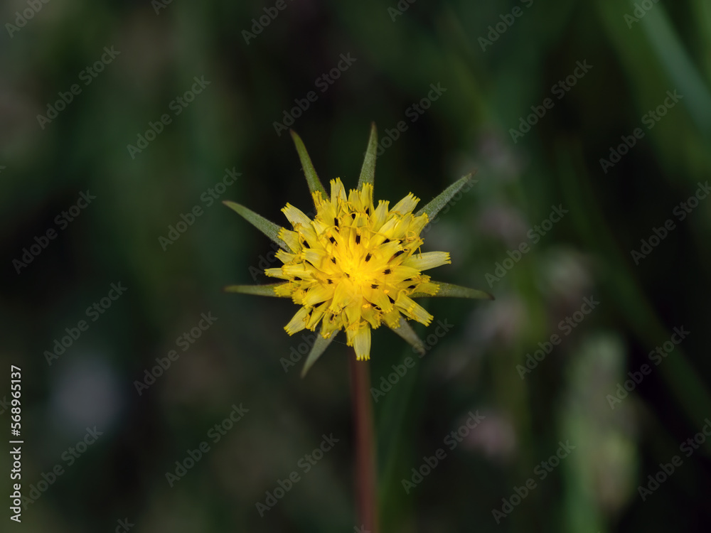 Yellow Salsify in Flower