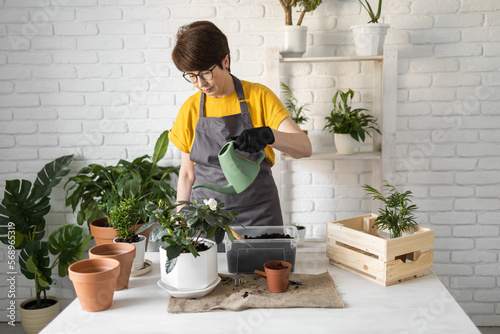 Gardening home. Woman replanting and watering green plant from watering can in home. Potted green plants at home, home jungle, floral decor. Florist shop concept