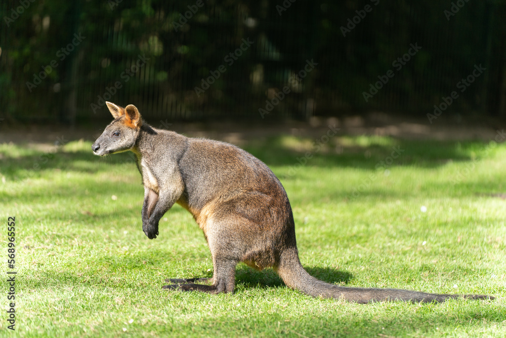 kangaroo in the zoo