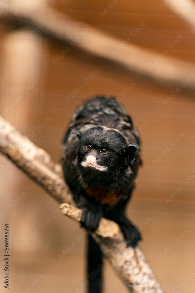 close up of a red-bellied tamarin