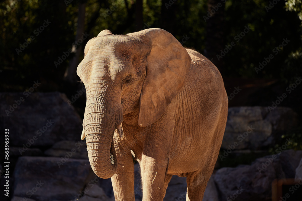 Fototapeta premium The elephant stands alone among the rocks and stones
