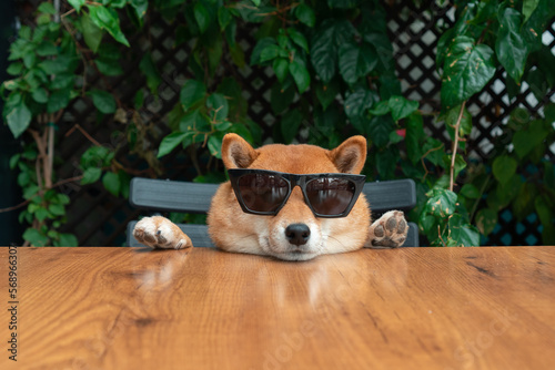 Dog in sunglasses at table
