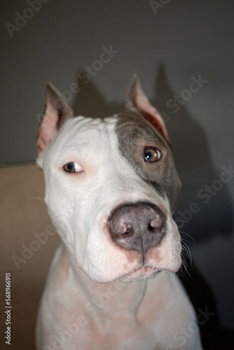 Side Vision Of Cute Dog Portrait