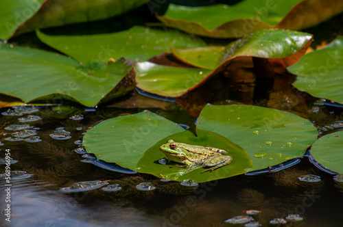 The pond