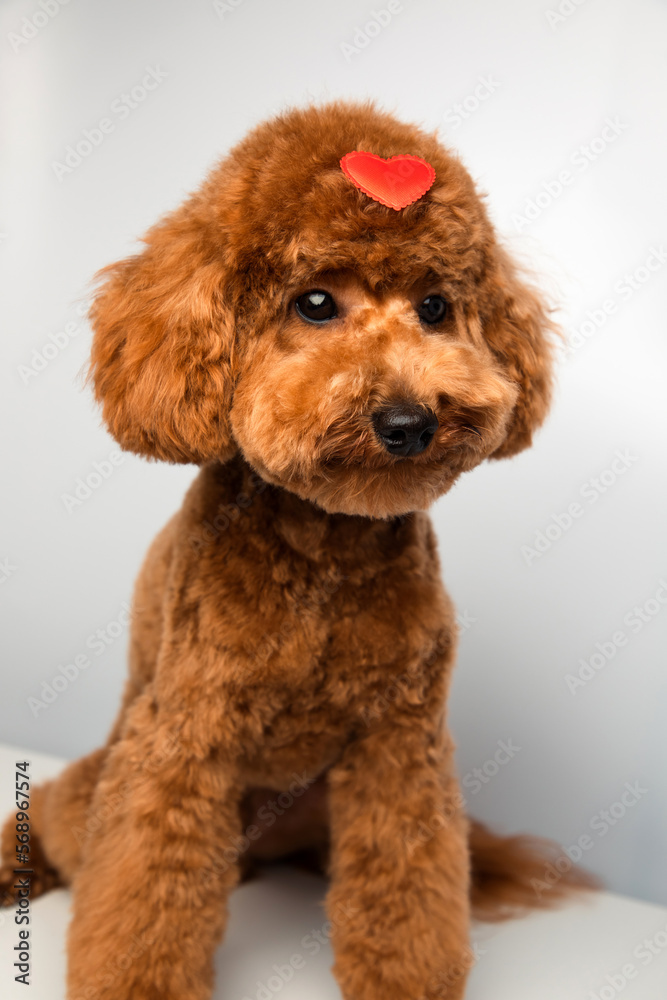 A small beautiful red poodle sits with a red heart on the head on a white background close-up. Background for Valentine's day. Front view