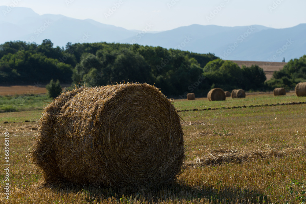 Wheat harvesting. Round bales of straw in the field. Agriculture in mountainous areas. Wheat harvesting. Round bales of straw in the field. Agriculture in mountainous areas.