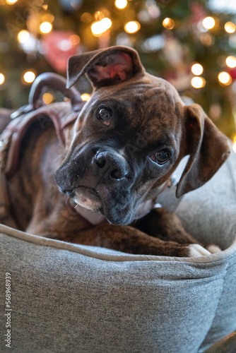 Boxer puppy
