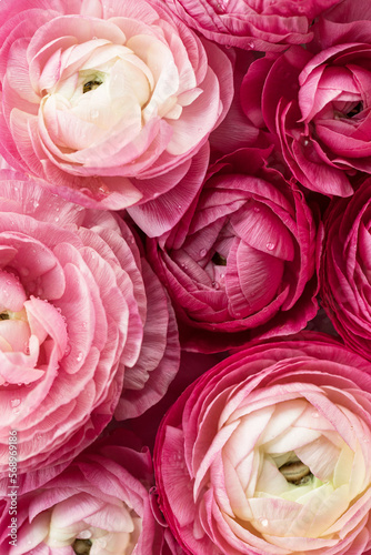 many pink ranunculus blooms photo