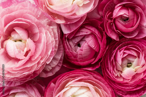 many pink ranunculus blooms