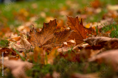 Dry leaves lie on the grass with soft blur