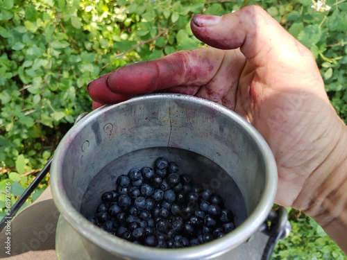 picking blueberries in the forest. milk can with picked berries.